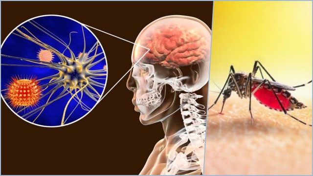 Apakah Kemunculan Wolbachia Pada Nyamuk Dapat Menyebabkan Japanese Encephalitis?