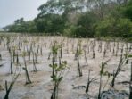 Akulaku Group Menanam 1001 Mangrove di Pulau Bali