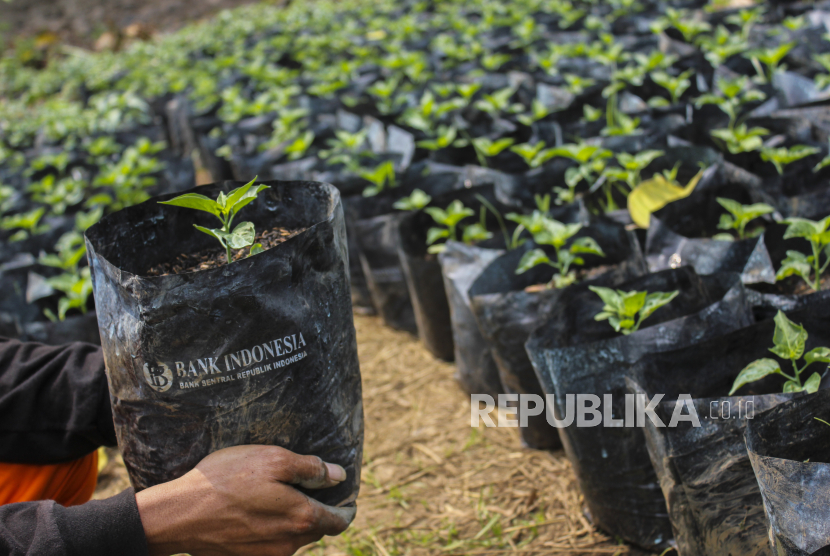 Sulteng Siapkan 10 Ribu Bibit Cabai untuk Menggalakkan Gerakan Penanaman Cabai