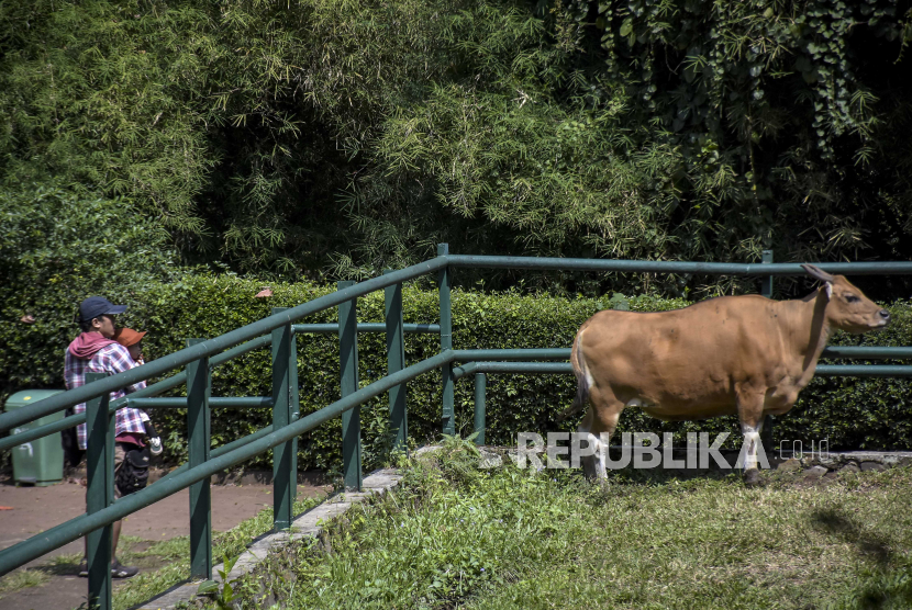 Kunjungan Wisatawan ke Kebun Binatang Bandung Meningkat Selama Libur Panjang