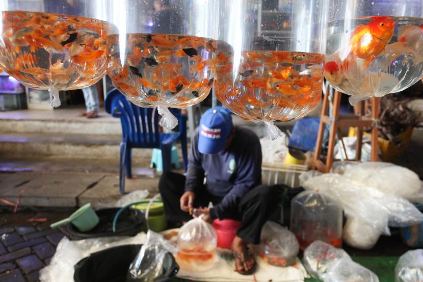 Pedagang Pasar Malam Ikan Hias di Jakarta Mendapat Berkah Di Hari Lebaran