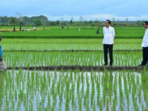 Aktivis Papua Menuntut Penutupan Proyek Satu Juta Hektar Sawah di Merauke