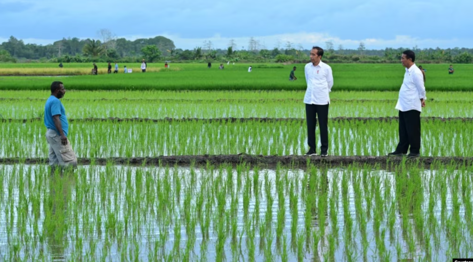 Aktivis Papua Menuntut Penutupan Proyek Satu Juta Hektar Sawah di Merauke