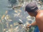 Akibat Cuaca Ekstrem, Ribuan Ikan di Keramba Waduk Saguling Mati